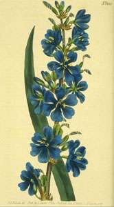 1000 Vintage Curtis Botanical Floral Craft Prints on CD  