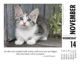 What Cats Teach Us 2012 Boxed Desk Calendar   NEW  