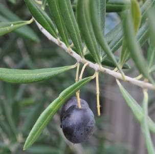 Moroccan Beldi Olive Oil Soap (Savon Noir) 2 X 30g  