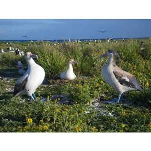 Male Short Tailed Albatross Incubating Egg On Nest Phoebastria 