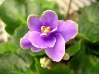 African violet PLUG starter plant HONEY BLUE ANGEL  