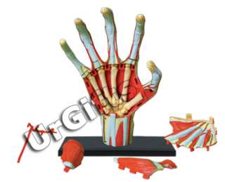 4D Puzzle Human Anatomy Series 3D Model 28 pcs Hand  