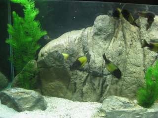 Aquarium Fish Tank Background Feature Rock 46x18  