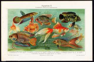 Antique Print TROPICAL FISH AQUARIUM Meyers 1897  
