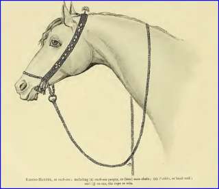 10 Arabian horse books on CD ROM, history and training of the breed 