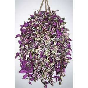  45 Wandering Jew Artificial Hanging Plant
