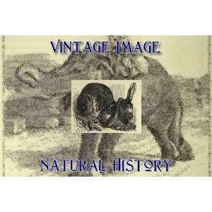   Vintage Natural History Image Half Lop Eared Rabbit