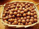 Macadamia Nut tree 10 seeds