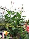 Canna, Brugmansia items in Karchesky Cannas Brugmansias and More store 