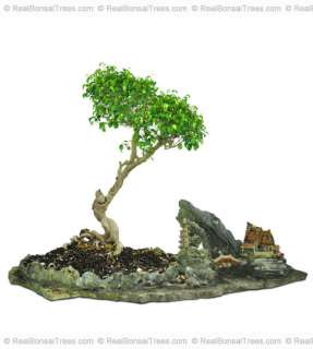 Exquisite Artwork Stone and Benjamin Ficus Bonsai Tree  