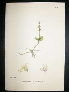 Botanical Print 1899 Lesser Tway Blade Orchid, Sowerby  
