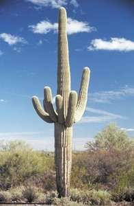 NEW*WORLDS GIANT CACTUS* 5 SEEDS*Giant*RARE*TALL #1124  