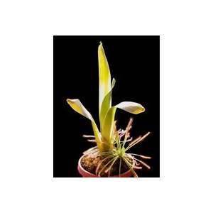  Carnivorous Bromeliad small, Carnivorous Plant Patio 