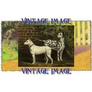   ) Acrylic Fridge Magnet Dogs Bull Terrier and Dalmation Vintage Image