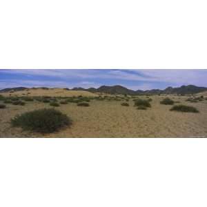  Bushes in a Desert, Karakorum, Independent Mongolia 