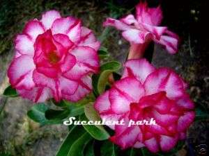 Adenium Obesum (Desert Rose) Triple Amazing plant  