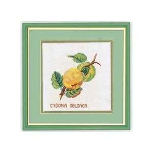  Quince Counted Cross Stitch Kit Arts, Crafts & Sewing