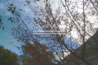 Ranetka FLOWERING CRAB TREES 2 Gallon 3 4  