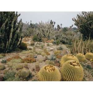 Portion of the Desert Plant Collection in Huntington Botanic Gardens 