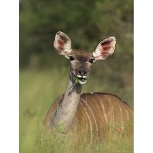 Greater Kudu (Tragelaphus Strepsiceros), Female, Kruger National Park 
