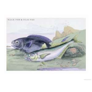   Fish Giclee Poster Print by Robert Hamilton, 16x12