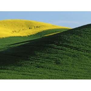  Canola and Wheat fields, Whitman County, Washington, USA 