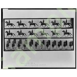  Animal locomotion Eadweard Muybridge Horseback Riding 