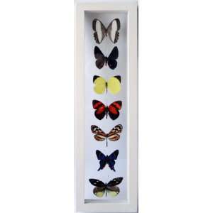 Real Mounted and Framed Butterflies From Peru with Seven Species in a 