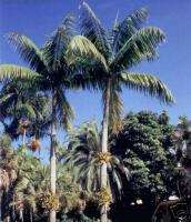JOANNIS Palm FAST Growing Elegant FIJI Tree LIVE Plant  