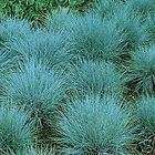 ornamental grass blue fescue fesnea ovina glauca seed 