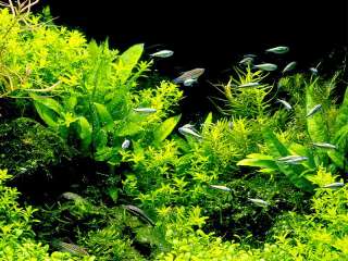CO2 SOLENOID REGULATOR   fish tank plant coral java  