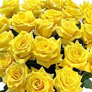 Send Fresh Cut Flowers   50 Long Stem Yellow Roses  