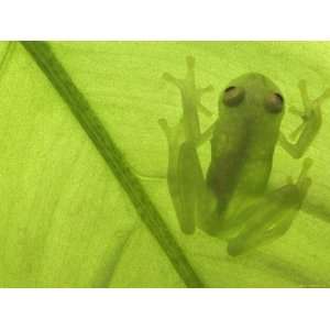 Glass Frog, ia, Se Ecuador Premium Poster Print by Pete Oxford 