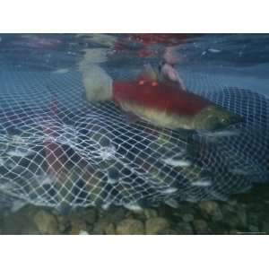  A Sockeye Salmon Escapes a Fishing Net in the Adams River 