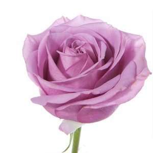 Send Fresh Cut Flowers   400 Long Stem Lavender Roses Wholesale 