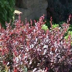  BARBERRY ROYAL BURGUNDY / 3 gallon Potted Patio, Lawn & Garden