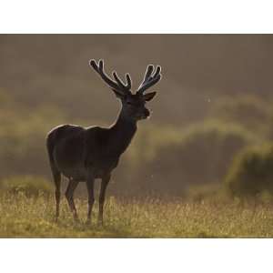 Red Deer (Cervus Elaphus), Stag in Velvet, Grasspoint, Mull, Inner 