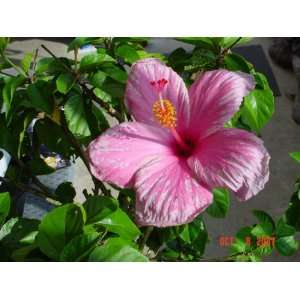  Pink Hibiscus Plant Patio, Lawn & Garden