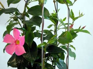 Pink Brazilian Jasmine Plant   Mandevilla   3 Pot  