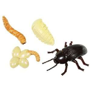  Life Cycle Stages Mealworm Toys & Games