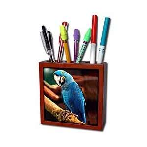  Birds   Hyacinth Macaw   Tile Pen Holders 5 inch tile pen 