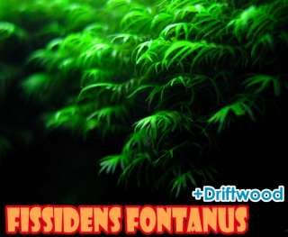 Fissidens fontanus Driftwood   Live aquarium plant moss  
