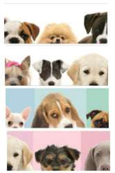   Breed Puppies Mural Style PrePasted Wallpaper Wall Border Color Choice