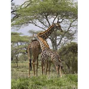  Masai Giraffe Mother and Young, Serengeti National Park 