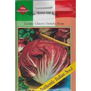   Rossa Chicory   6000 Seeds   Taste of Italy Patio, Lawn & Garden