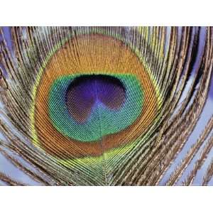 Peacock Tail Feather National Geographic Collection Photographic 