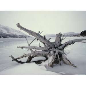  Roots of a Fallen Spruce on Tanada Lake, Alaska Stretched 