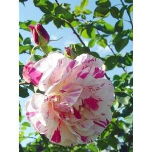    Variegatadi Bologna Rose Seeds Packet Patio, Lawn & Garden