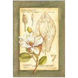 Magnolia Conspicau Poster Print 