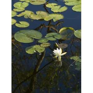 Water Lilies with White Bloom Floating on a Pond, Groton, Connecticut 